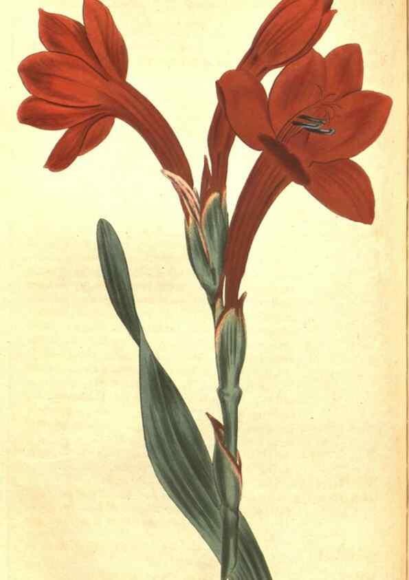 Reproducción/Reproduction 35169719625: Curtis's botanical magazine.. London ; New York [etc.] :Academic Press [etc.]