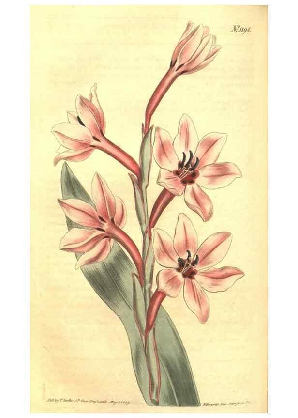 Reproducción/Reproduction 34324632844: Curtis's botanical magazine.. London ; New York [etc.] :Academic Press [etc.]