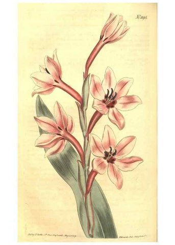 Reproducción/Reproduction 34324632844: Curtis's botanical magazine.. London ; New York [etc.] :Academic Press [etc.]