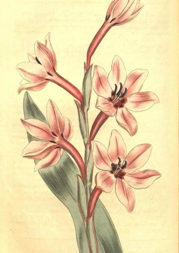 Reproducción/Reproduction 34324632844: Curtis's botanical magazine.. London ; New York [etc.] :Academic Press [etc.]