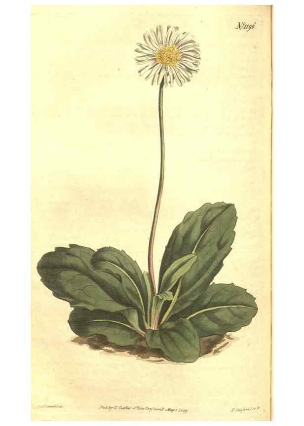 Reproducción/Reproduction 34783165550: Curtis's botanical magazine.. London ; New York [etc.] :Academic Press [etc.]