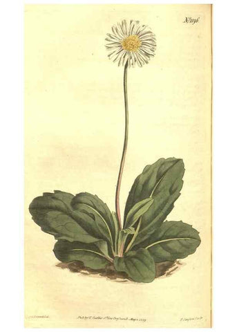 Reproducción/Reproduction 34783165550: Curtis's botanical magazine.. London ; New York [etc.] :Academic Press [etc.]