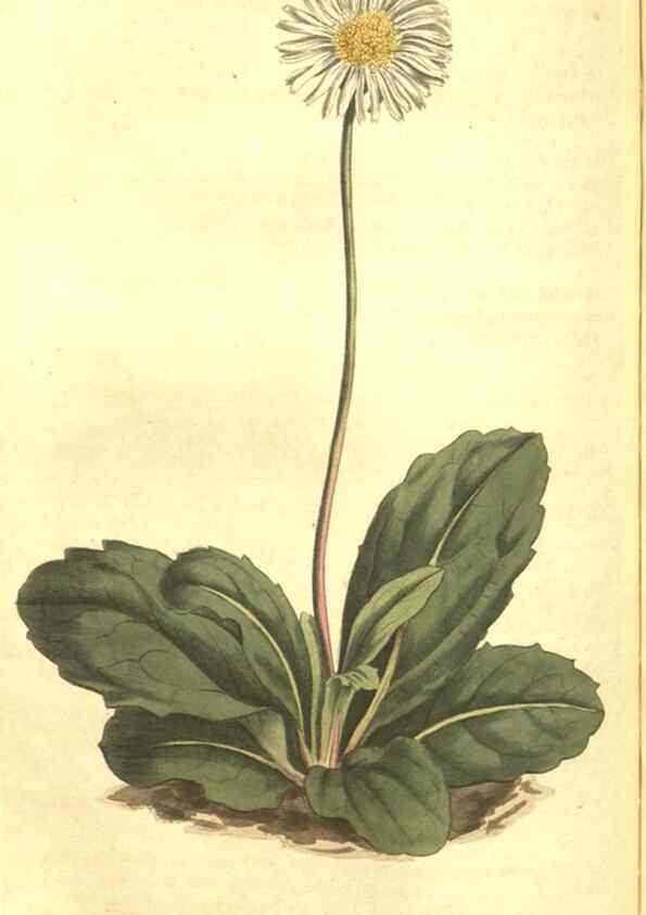 Reproducción/Reproduction 34783165550: Curtis's botanical magazine.. London ; New York [etc.] :Academic Press [etc.]