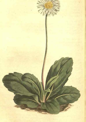Reproducción/Reproduction 34783165550: Curtis's botanical magazine.. London ; New York [etc.] :Academic Press [etc.]