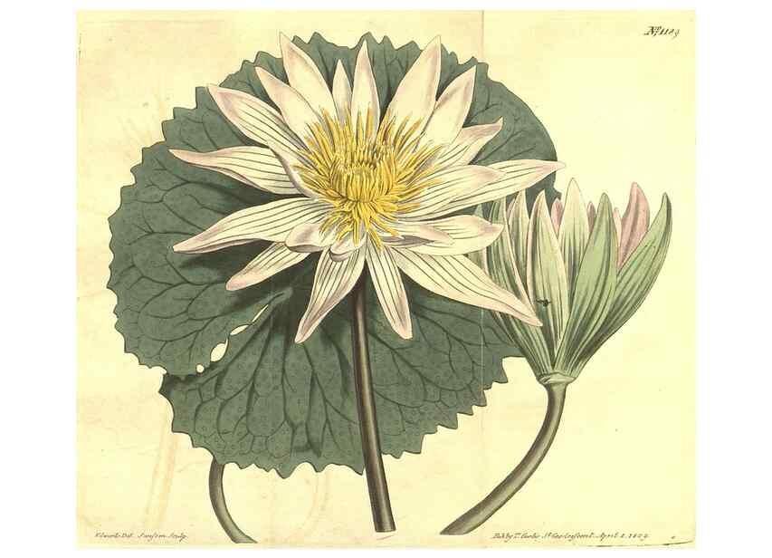 Reproducción/Reproduction 35169711405: Curtis's botanical magazine.. London ; New York [etc.] :Academic Press [etc.]