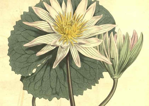 Reproducción/Reproduction 35169711405: Curtis's botanical magazine.. London ; New York [etc.] :Academic Press [etc.]