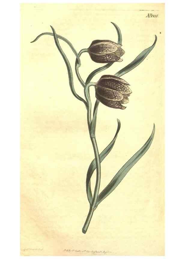 Reproducción/Reproduction 35038928861: Curtis's botanical magazine.. London ; New York [etc.] :Academic Press [etc.]