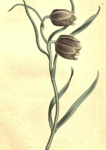 Reproducción/Reproduction 35038928861: Curtis's botanical magazine.. London ; New York [etc.] :Academic Press [etc.]