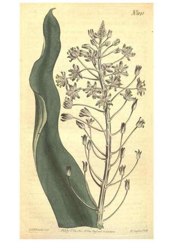 Reproducción/Reproduction 34324449294: Curtis's botanical magazine.. London ; New York [etc.] :Academic Press [etc.]