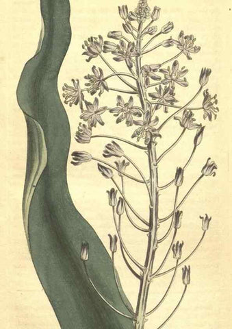 Reproducción/Reproduction 34324449294: Curtis's botanical magazine.. London ; New York [etc.] :Academic Press [etc.]
