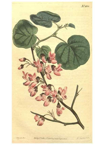 Reproducción/Reproduction 34324441364: Curtis's botanical magazine.. London ; New York [etc.] :Academic Press [etc.]