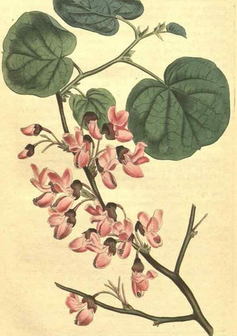 Reproducción/Reproduction 34324441364: Curtis's botanical magazine.. London ; New York [etc.] :Academic Press [etc.]