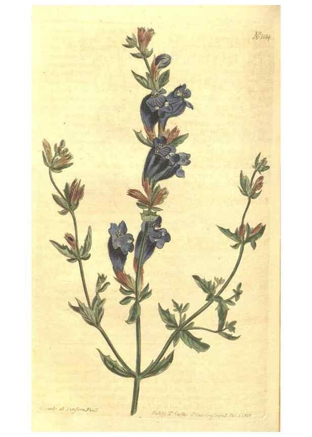 Reproducción/Reproduction 35038636191: Curtis's botanical magazine.. London ; New York [etc.] :Academic Press [etc.]