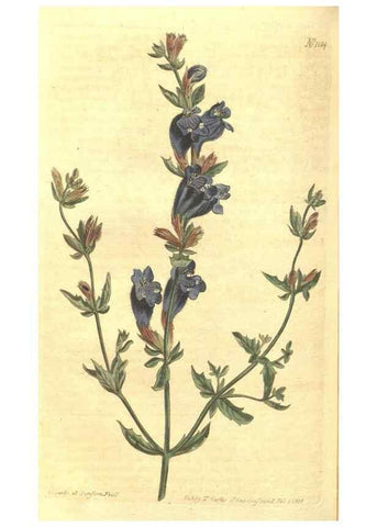 Reproducción/Reproduction 35038636191: Curtis's botanical magazine.. London ; New York [etc.] :Academic Press [etc.]
