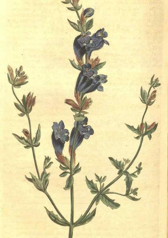 Reproducción/Reproduction 35038636191: Curtis's botanical magazine.. London ; New York [etc.] :Academic Press [etc.]
