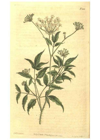 Reproducción/Reproduction 35038638451: Curtis's botanical magazine.. London ; New York [etc.] :Academic Press [etc.]