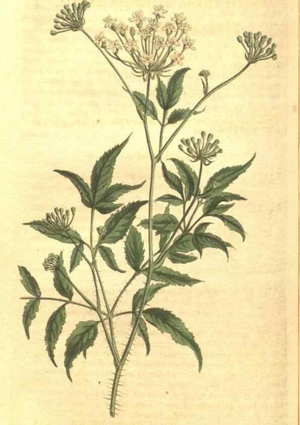 Reproducción/Reproduction 35038638451: Curtis's botanical magazine.. London ; New York [etc.] :Academic Press [etc.]