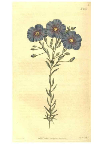 Reproducción/Reproduction 35169429145: Curtis's botanical magazine.. London ; New York [etc.] :Academic Press [etc.]