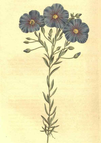 Reproducción/Reproduction 35169429145: Curtis's botanical magazine.. London ; New York [etc.] :Academic Press [etc.]