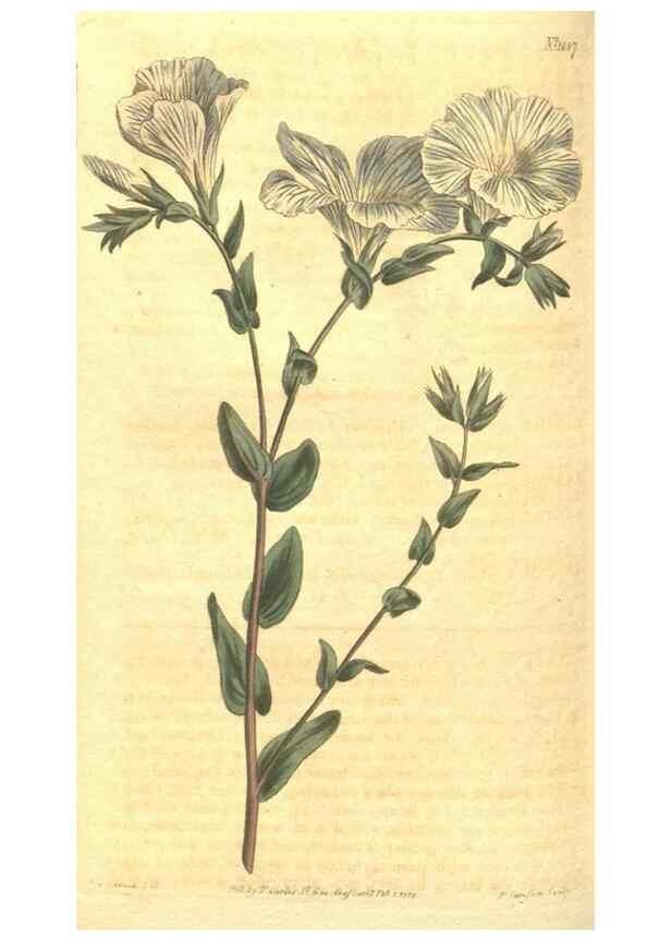 Reproducción/Reproduction 35169432455: Curtis's botanical magazine.. London ; New York [etc.] :Academic Press [etc.]
