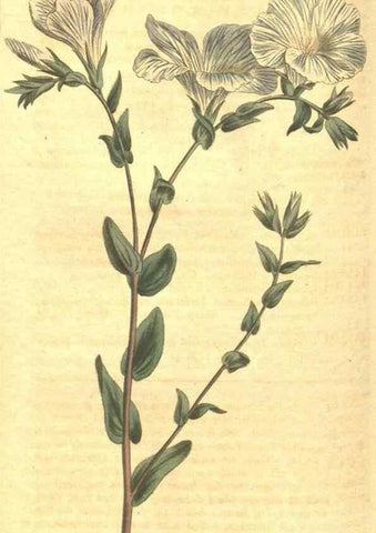 Reproducción/Reproduction 35169432455: Curtis's botanical magazine.. London ; New York [etc.] :Academic Press [etc.]