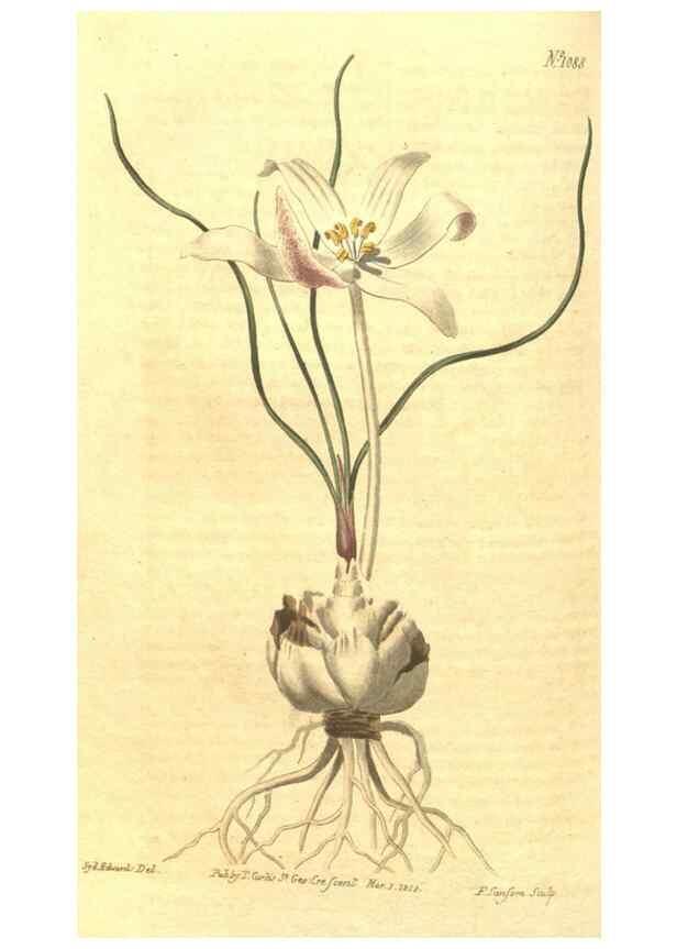 Reproducción/Reproduction 35169434295: Curtis's botanical magazine.. London ; New York [etc.] :Academic Press [etc.]