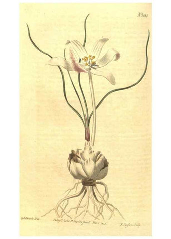 Reproducción/Reproduction 35169434295: Curtis's botanical magazine.. London ; New York [etc.] :Academic Press [etc.]