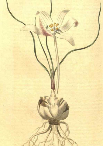 Reproducción/Reproduction 35169434295: Curtis's botanical magazine.. London ; New York [etc.] :Academic Press [etc.]