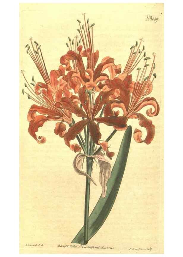 Reproducción/Reproduction 35169436455: Curtis's botanical magazine.. London ; New York [etc.] :Academic Press [etc.]
