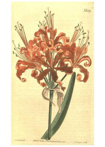 Reproducción/Reproduction 35169436455: Curtis's botanical magazine.. London ; New York [etc.] :Academic Press [etc.]