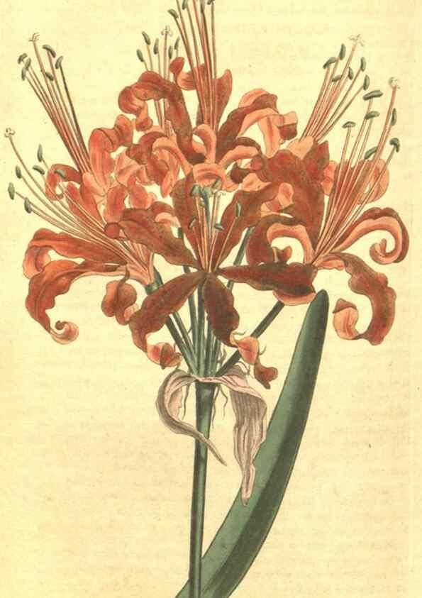 Reproducción/Reproduction 35169436455: Curtis's botanical magazine.. London ; New York [etc.] :Academic Press [etc.]