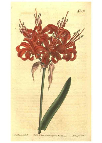 Reproducción/Reproduction 35169438585: Curtis's botanical magazine.. London ; New York [etc.] :Academic Press [etc.]