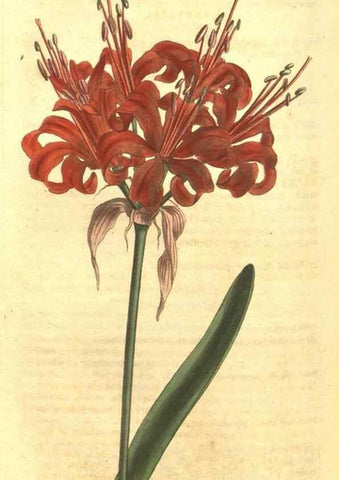 Reproducción/Reproduction 35169438585: Curtis's botanical magazine.. London ; New York [etc.] :Academic Press [etc.]