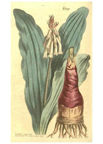 Reproducción/Reproduction 35169440775: Curtis's botanical magazine.. London ; New York [etc.] :Academic Press [etc.]