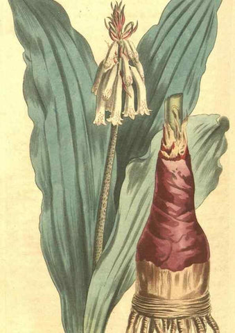 Reproducción/Reproduction 35169440775: Curtis's botanical magazine.. London ; New York [etc.] :Academic Press [etc.]