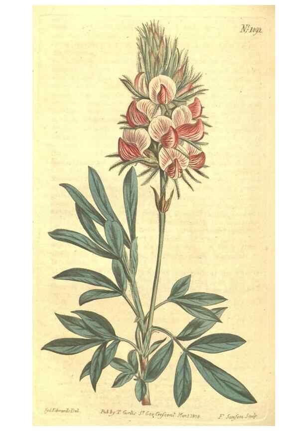 Reproducción/Reproduction 35169442925: Curtis's botanical magazine.. London ; New York [etc.] :Academic Press [etc.]