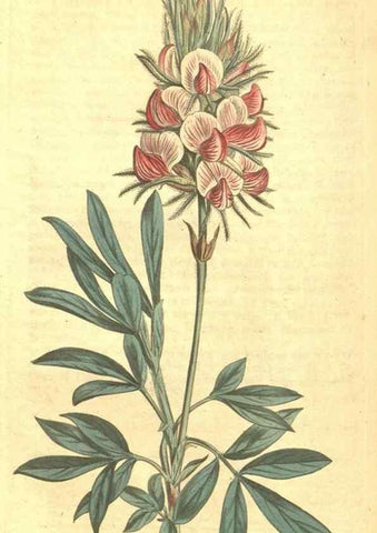 Reproducción/Reproduction 35169442925: Curtis's botanical magazine.. London ; New York [etc.] :Academic Press [etc.]