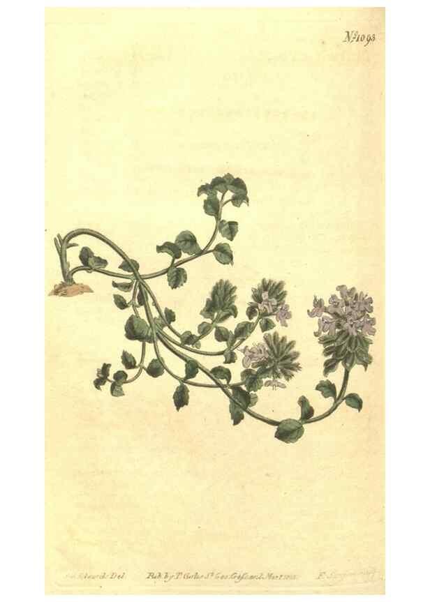 Reproducción/Reproduction 35004464672: Curtis's botanical magazine.. London ; New York [etc.] :Academic Press [etc.]