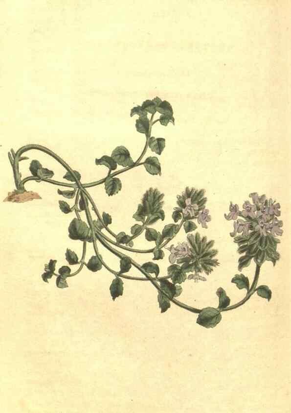 Reproducción/Reproduction 35004464672: Curtis's botanical magazine.. London ; New York [etc.] :Academic Press [etc.]