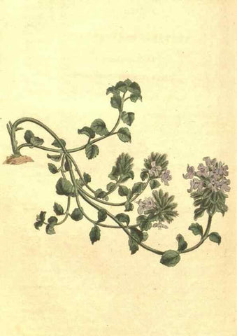 Reproducción/Reproduction 35004464672: Curtis's botanical magazine.. London ; New York [etc.] :Academic Press [etc.]