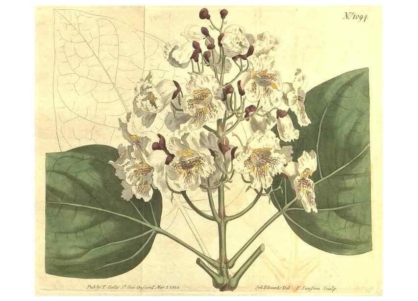 Reproducción/Reproduction 35004466302: Curtis's botanical magazine.. London ; New York [etc.] :Academic Press [etc.]