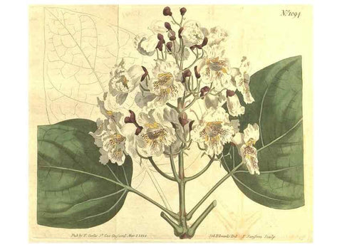 Reproducción/Reproduction 35004466302: Curtis's botanical magazine.. London ; New York [etc.] :Academic Press [etc.]
