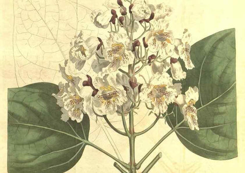 Reproducción/Reproduction 35004466302: Curtis's botanical magazine.. London ; New York [etc.] :Academic Press [etc.]