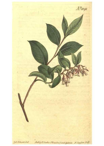 Reproducción/Reproduction 34359744023: Curtis's botanical magazine.. London ; New York [etc.] :Academic Press [etc.]