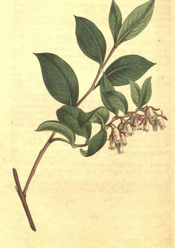 Reproducción/Reproduction 34359744023: Curtis's botanical magazine.. London ; New York [etc.] :Academic Press [etc.]