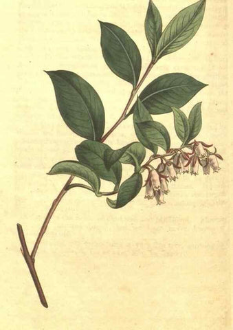 Reproducción/Reproduction 34359744023: Curtis's botanical magazine.. London ; New York [etc.] :Academic Press [etc.]