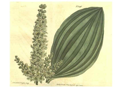 Reproducción/Reproduction 34359745573: Curtis's botanical magazine.. London ; New York [etc.] :Academic Press [etc.]
