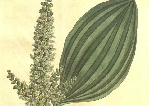 Reproducción/Reproduction 34359745573: Curtis's botanical magazine.. London ; New York [etc.] :Academic Press [etc.]