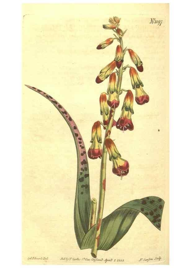 Reproducción/Reproduction 34359747633: Curtis's botanical magazine.. London ; New York [etc.] :Academic Press [etc.]