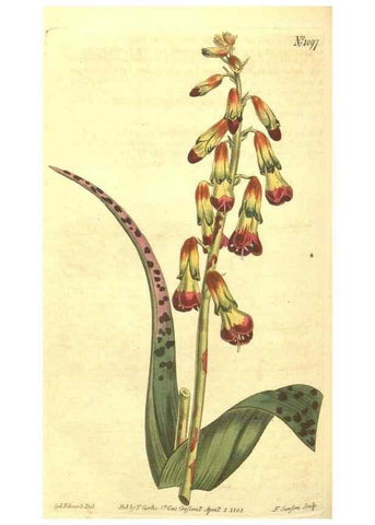 Reproducción/Reproduction 34359747633: Curtis's botanical magazine.. London ; New York [etc.] :Academic Press [etc.]